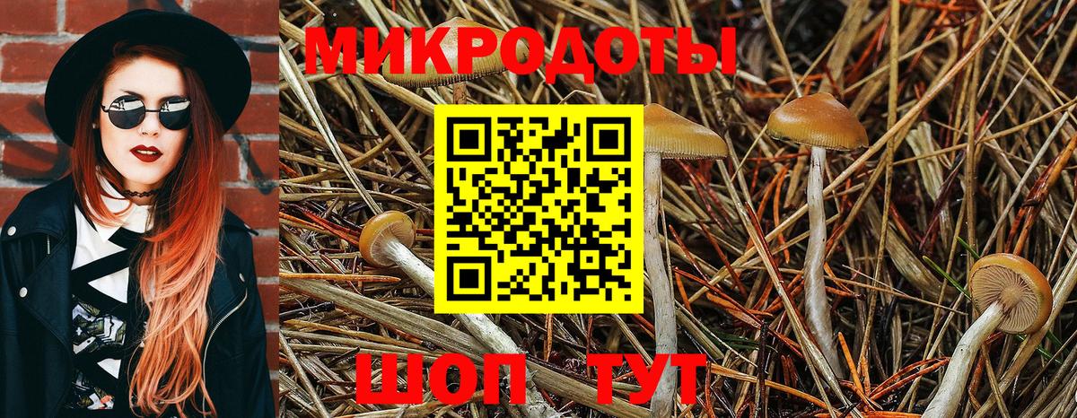 Галлюциногенные грибы Psilocybe Ялуторовск